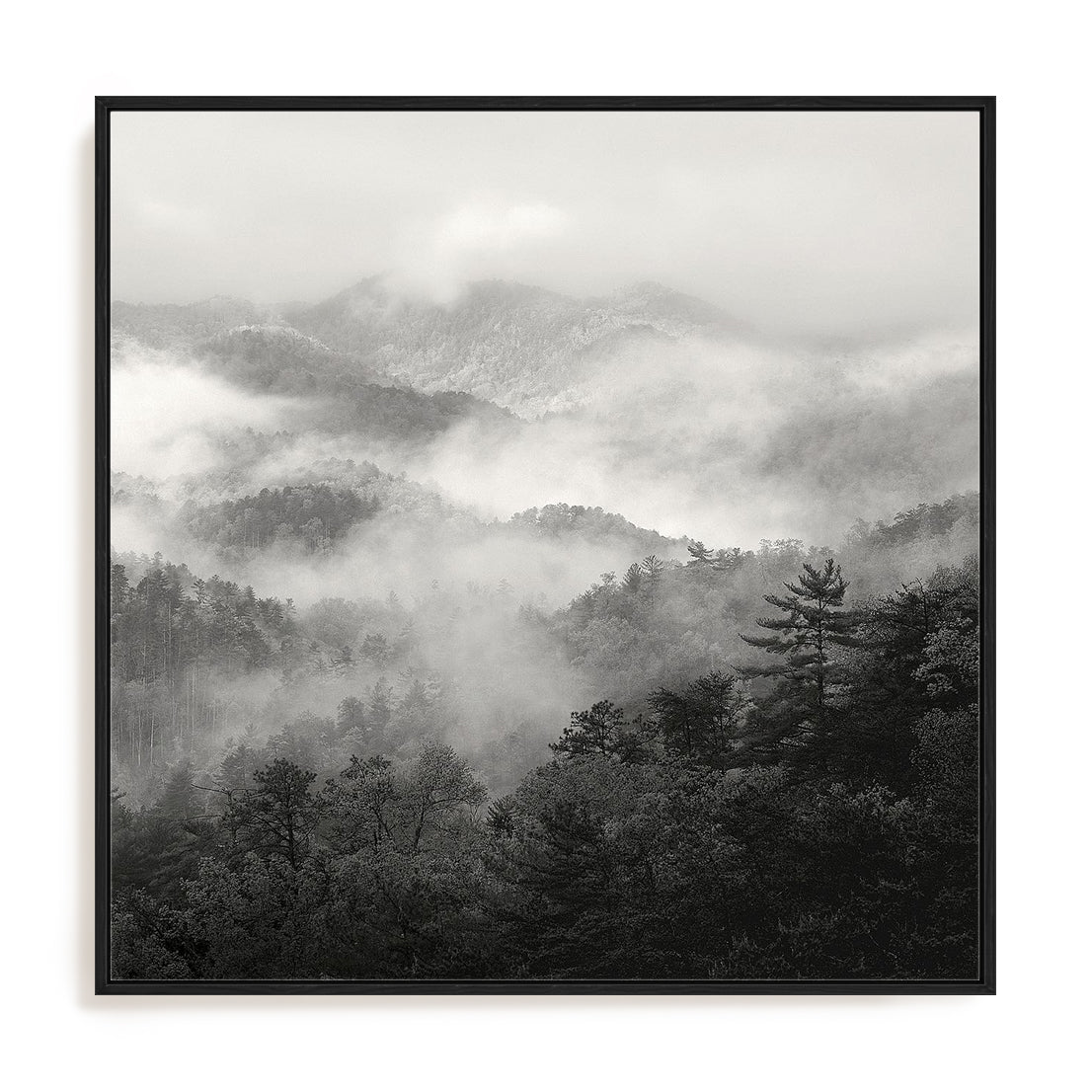 Spring Mist, Smoky Mountains