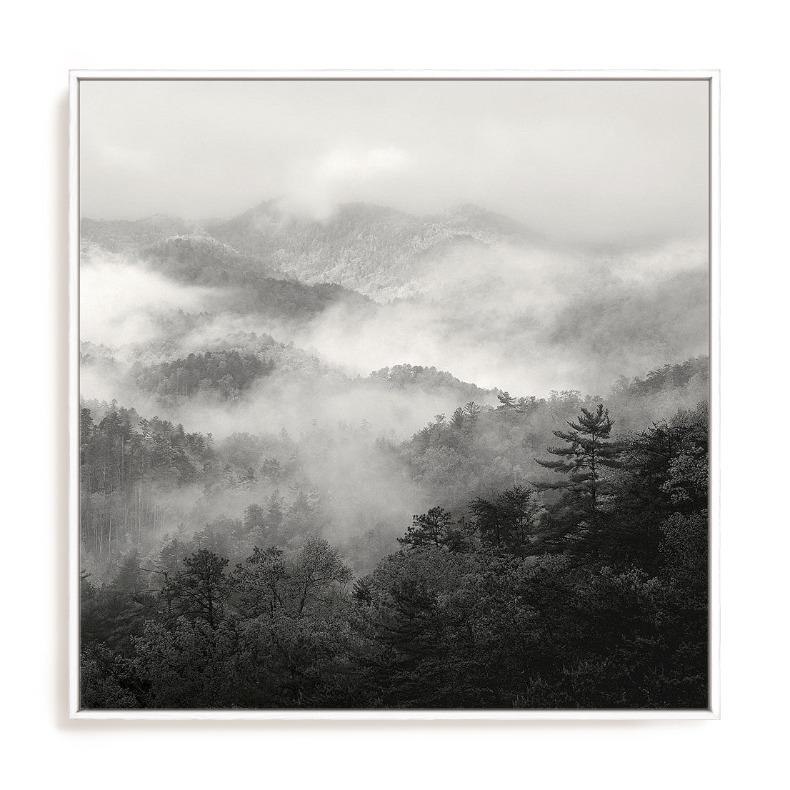 Spring Mist, Smoky Mountains