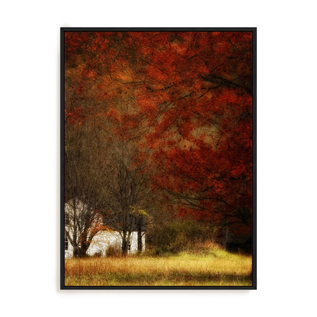 Beyond October's Maple