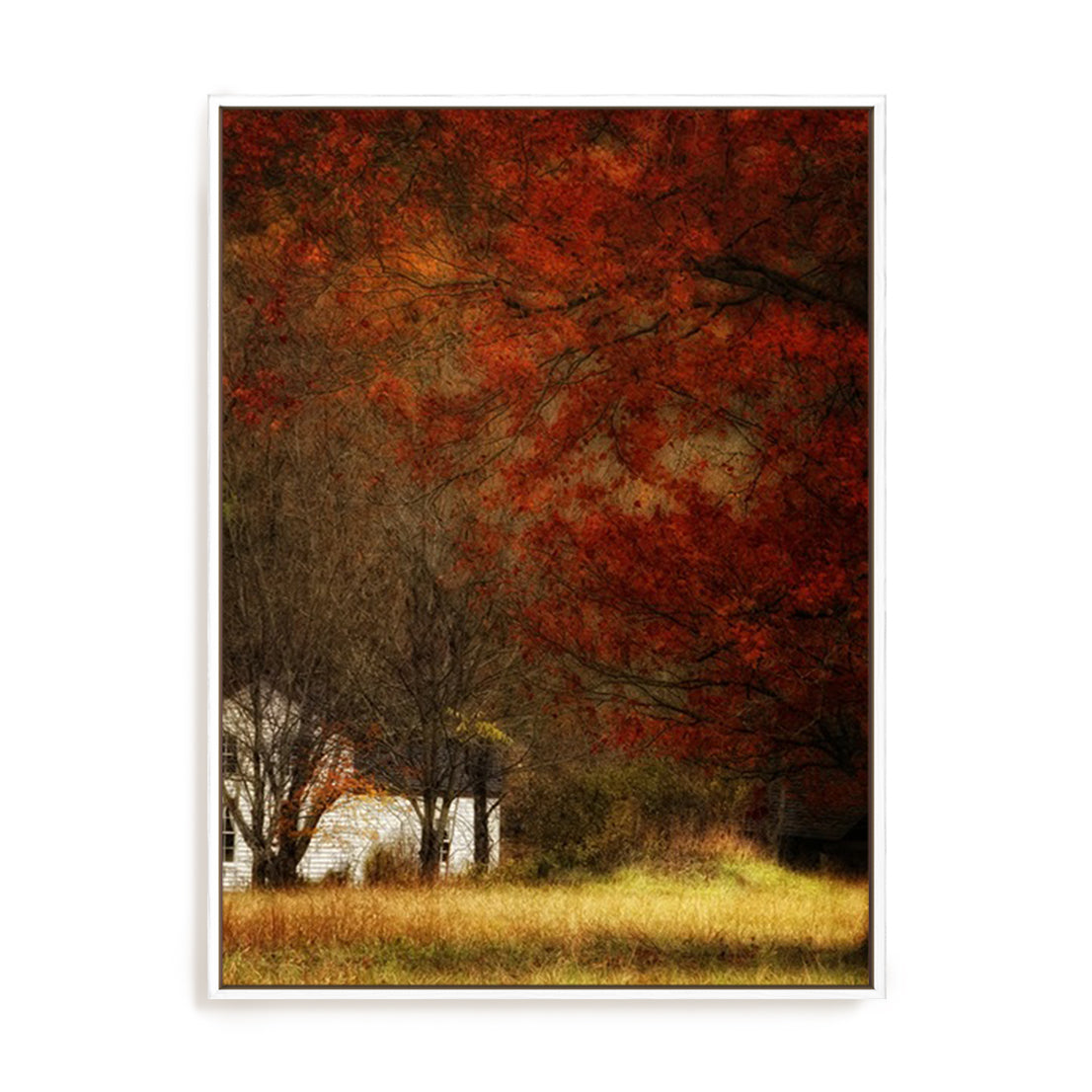 Beyond October's Maple