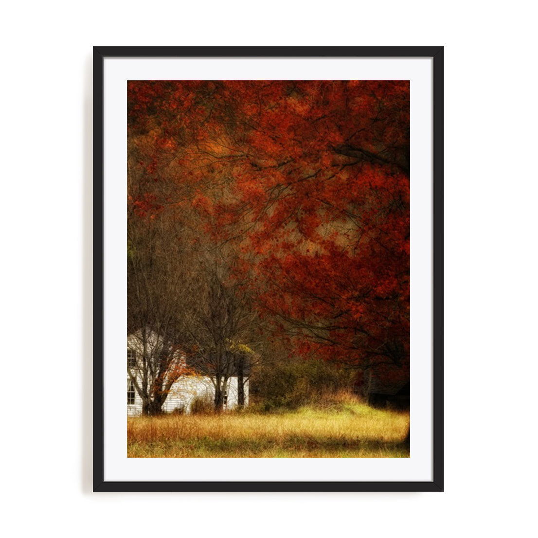 Beyond October's Maple
