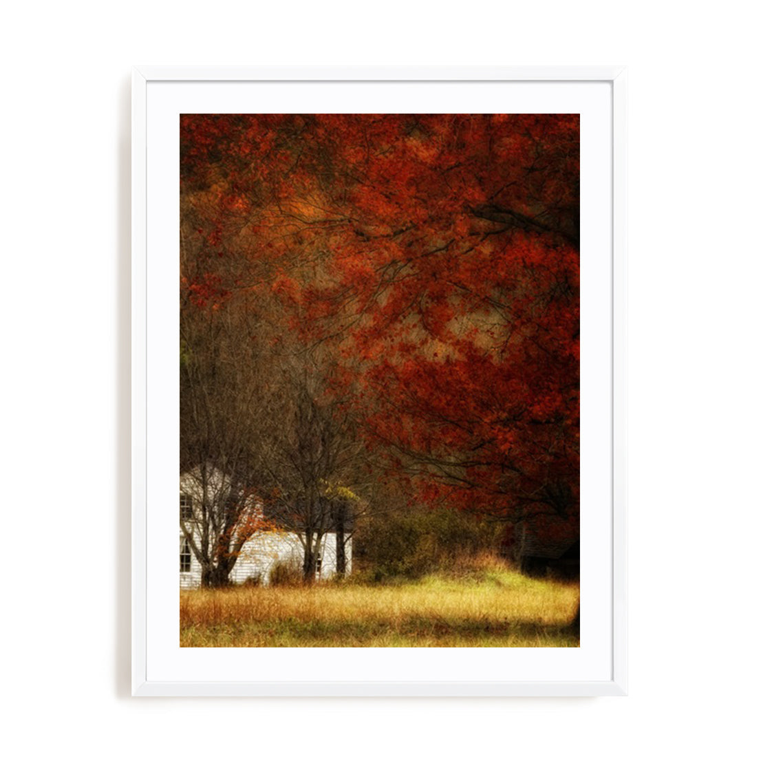 Beyond October's Maple
