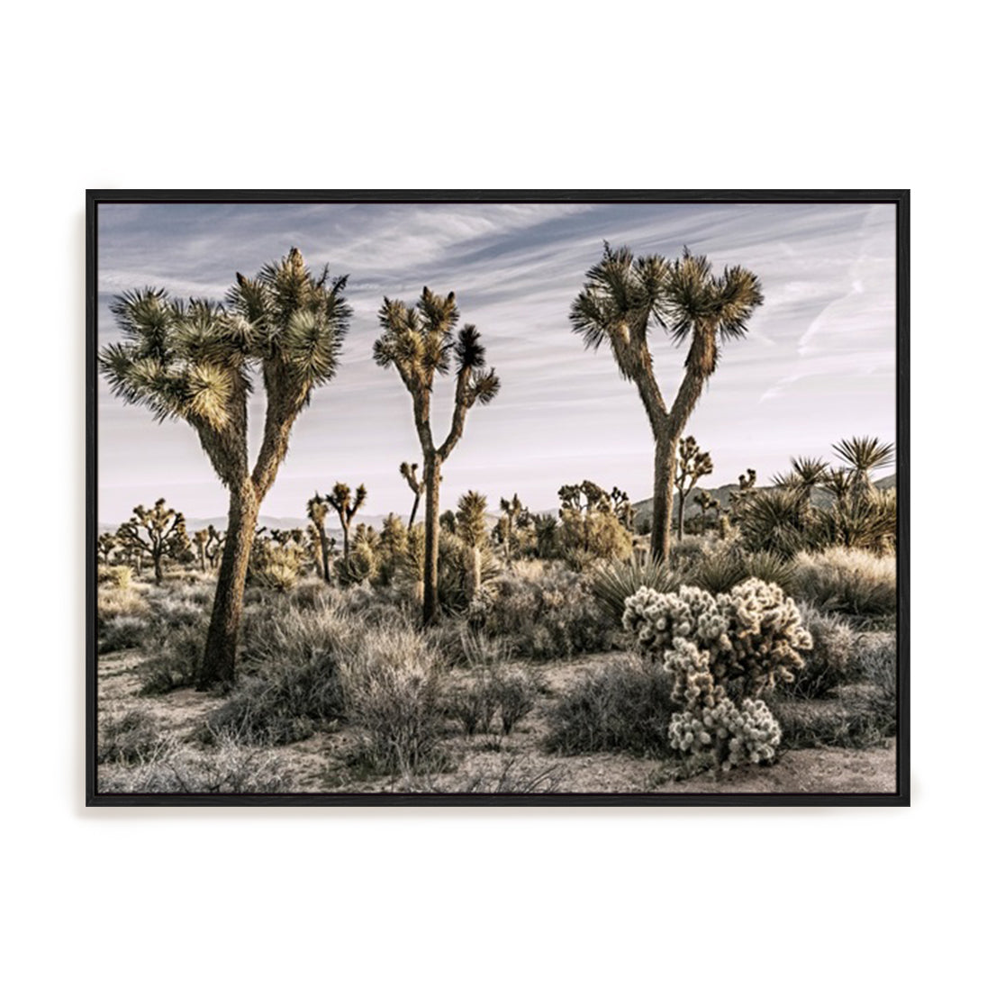Views of Joshua Tree IX