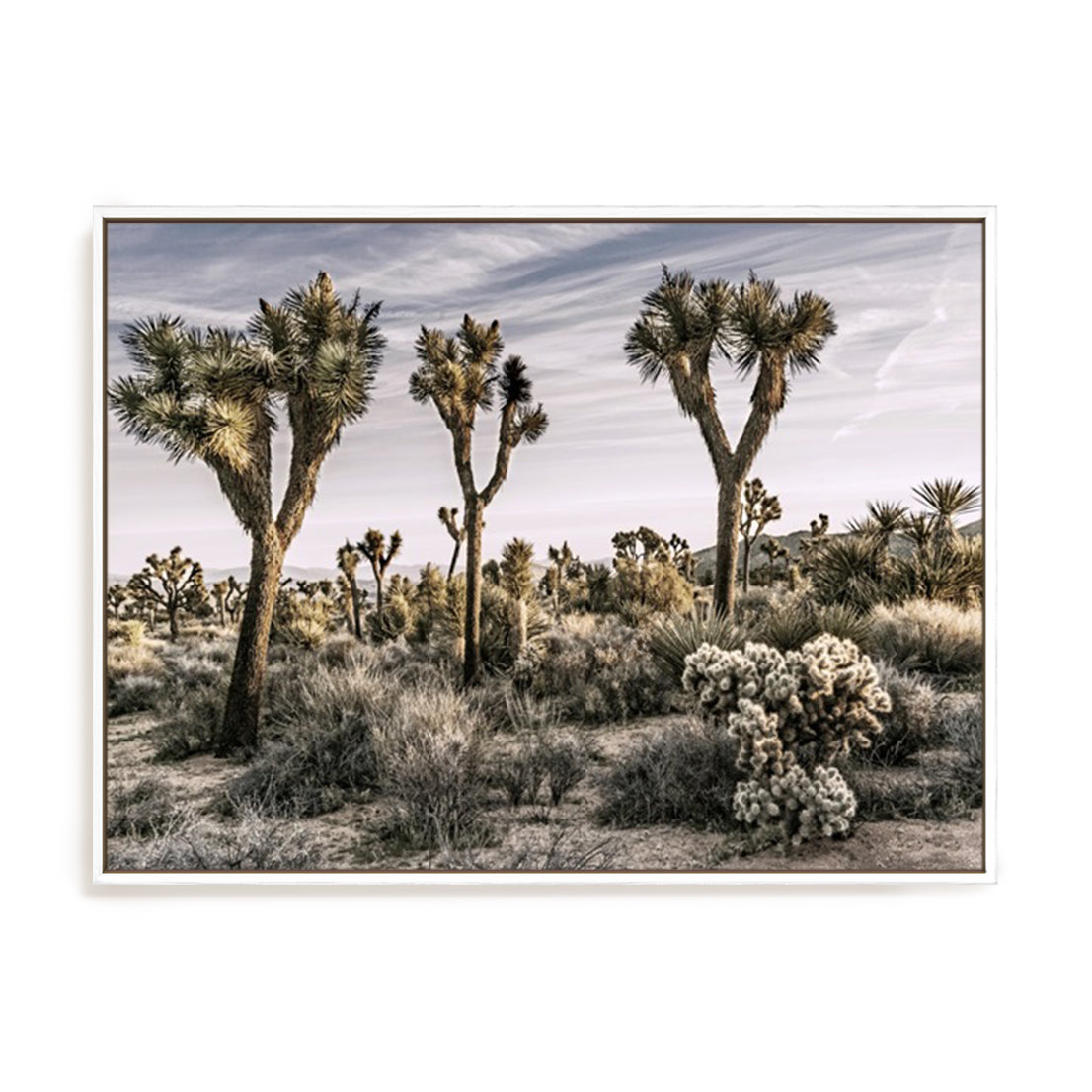 Views of Joshua Tree IX