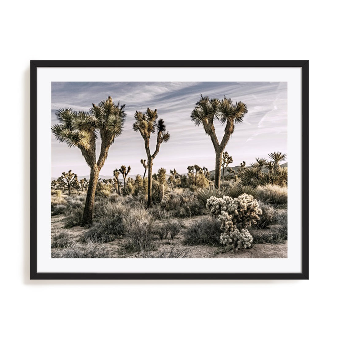 Views of Joshua Tree IX