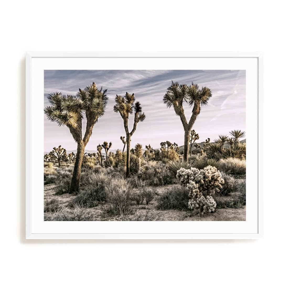 Views of Joshua Tree IX