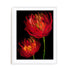 Red Tulips II Wall Art