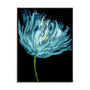 Aqua Tulips I Wall Art