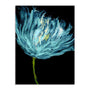 Aqua Tulips I Wall Art