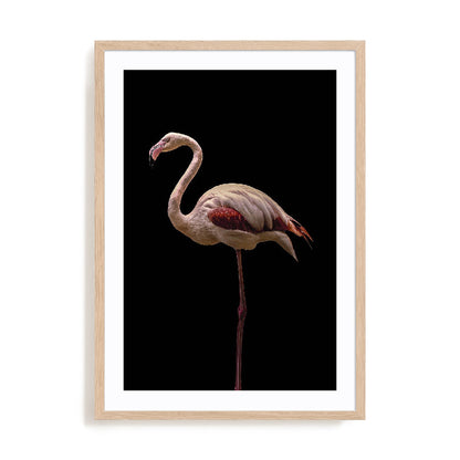Flamingo Wall Art