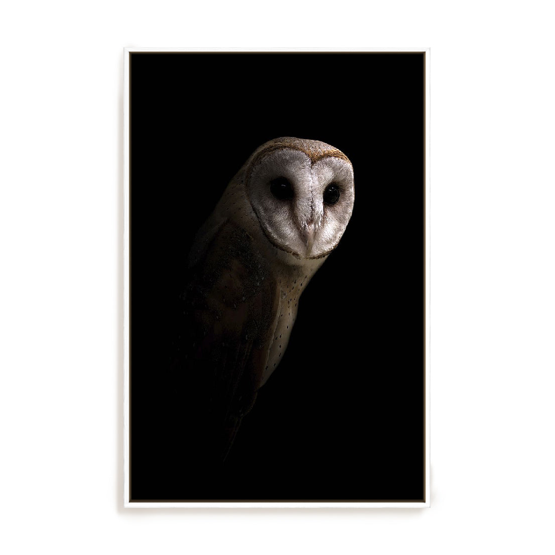 Owl Wall Art