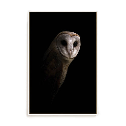 Owl Wall Art