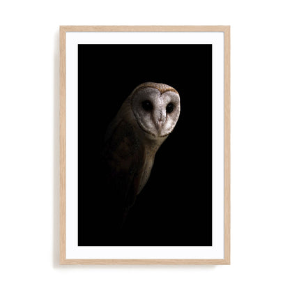 Owl Wall Art