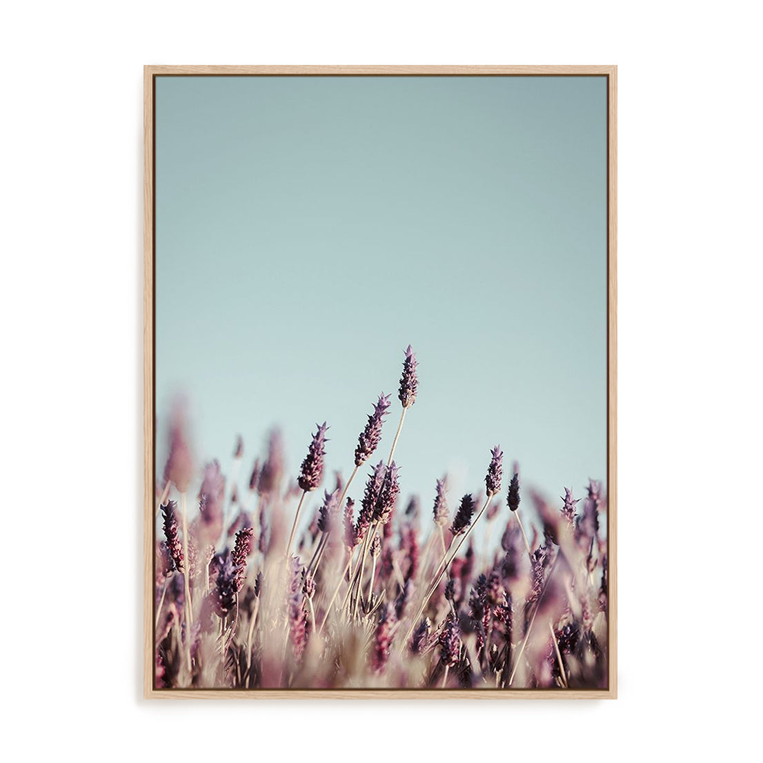 Field Haze