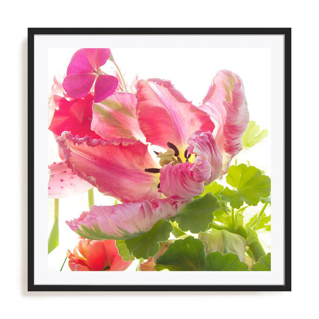 Parrot Tulip One Wall Art