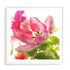 Parrot Tulip One Wall Art #oran_white-white-border