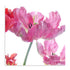 Parrot Tulips Wall Art
