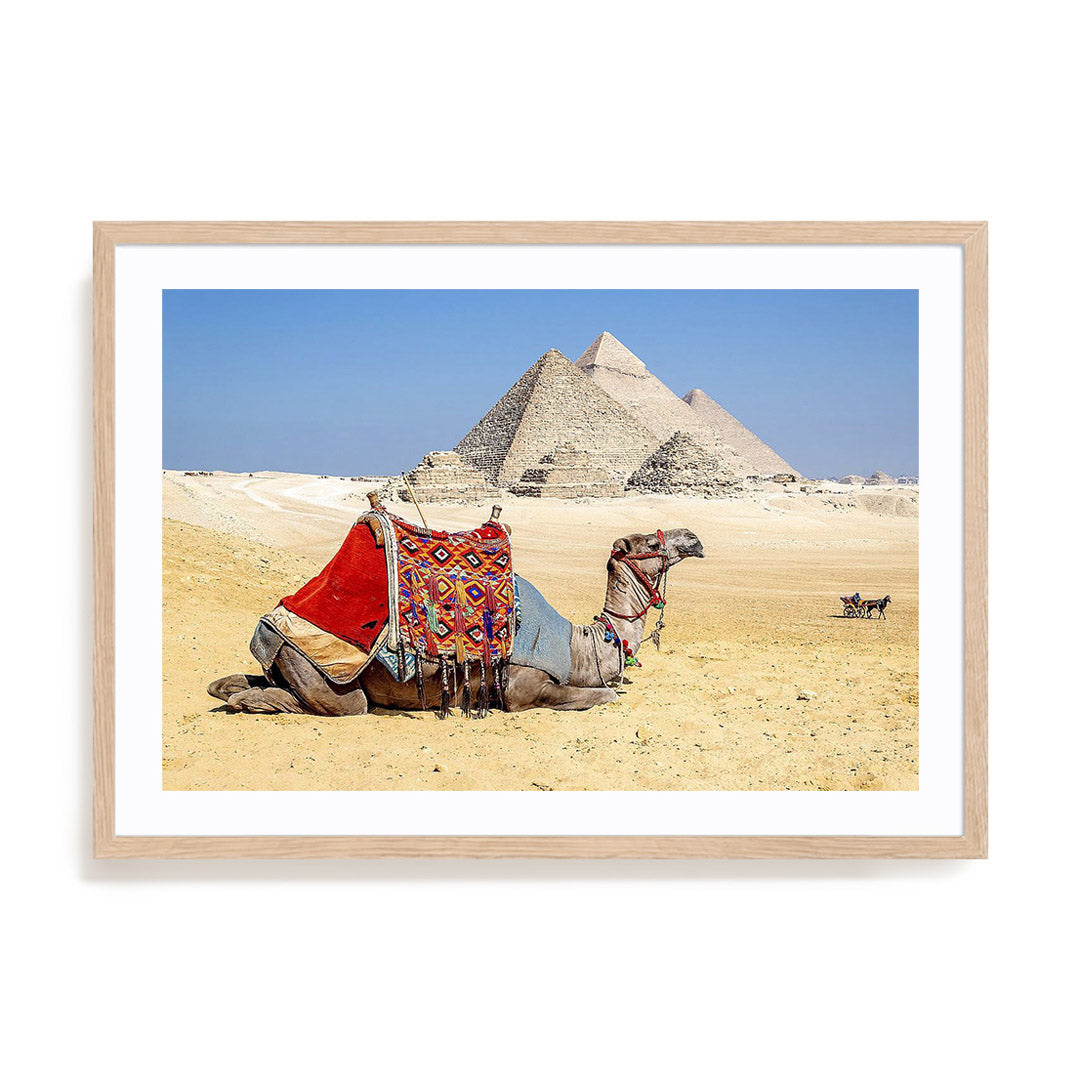 Camel Resting by the Pyramids Wall Art