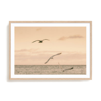Sunset Flocks