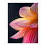 Orange Flower 10 Wall Art