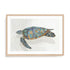 Coral Reef Turtle I Wall Art