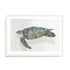 Coral Reef Turtle I Wall Art