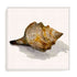 Conch Shell Wall Art