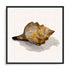 Conch Shell Wall Art #oran_black-white-border