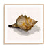 Conch Shell Wall Art #oran_natural-white-border