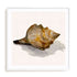 Conch Shell Wall Art #oran_white-white-border
