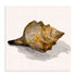 Conch Shell Wall Art