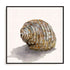 Golden Seashell Wall Art