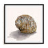Golden Seashell Wall Art #oran_black-white-border