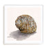Golden Seashell Wall Art #oran_white-white-border
