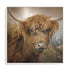 Bovine Clans Of The Highlands Wall Art