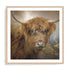 Bovine Clans Of The Highlands Wall Art