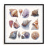Shell Factory I Wall Art #oran_black-white-border
