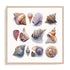 Shell Factory I Wall Art #oran_natural-white-border
