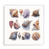 Shell Factory I Wall Art #oran_white-white-border