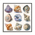 Shell Factory II Wall Art