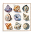 Shell Factory II Wall Art