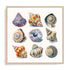 Shell Factory II Wall Art #oran_natural-white-border