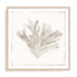 Sandy Coral Drift I Wall Art #oran_natural-white-border