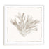 Sandy Coral Drift I Wall Art #oran_white-white-border