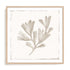 Sandy Coral Drift II Wall Art
