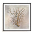 Fragile Beauty Of The Sea I Wall Art #oran_black-white-border