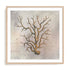 Fragile Beauty Of The Sea I Wall Art #oran_natural-white-border