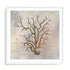 Fragile Beauty Of The Sea I Wall Art #oran_white-white-border