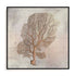 Fragile Beauty Of The Sea II Wall Art