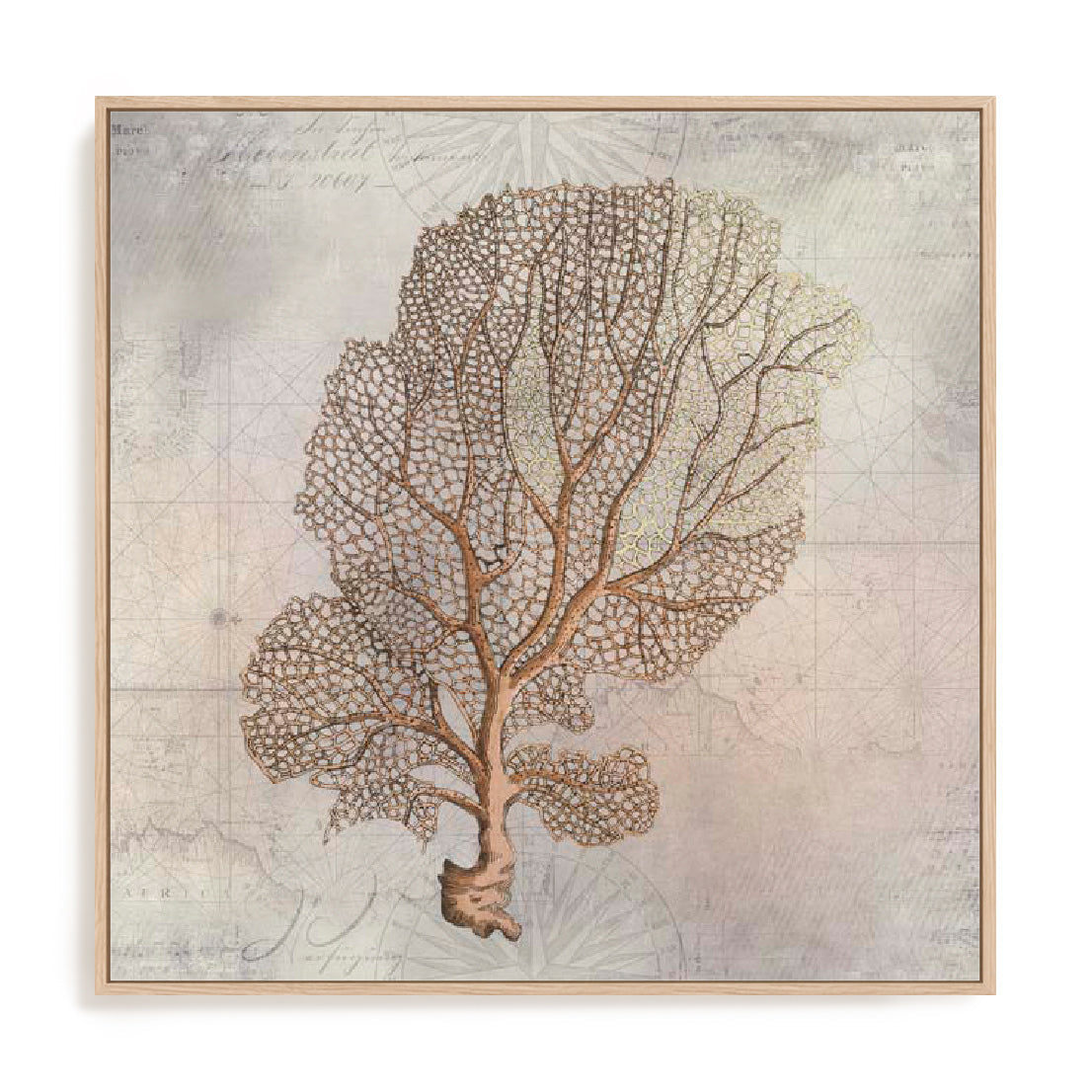 Fragile Beauty Of The Sea II Wall Art